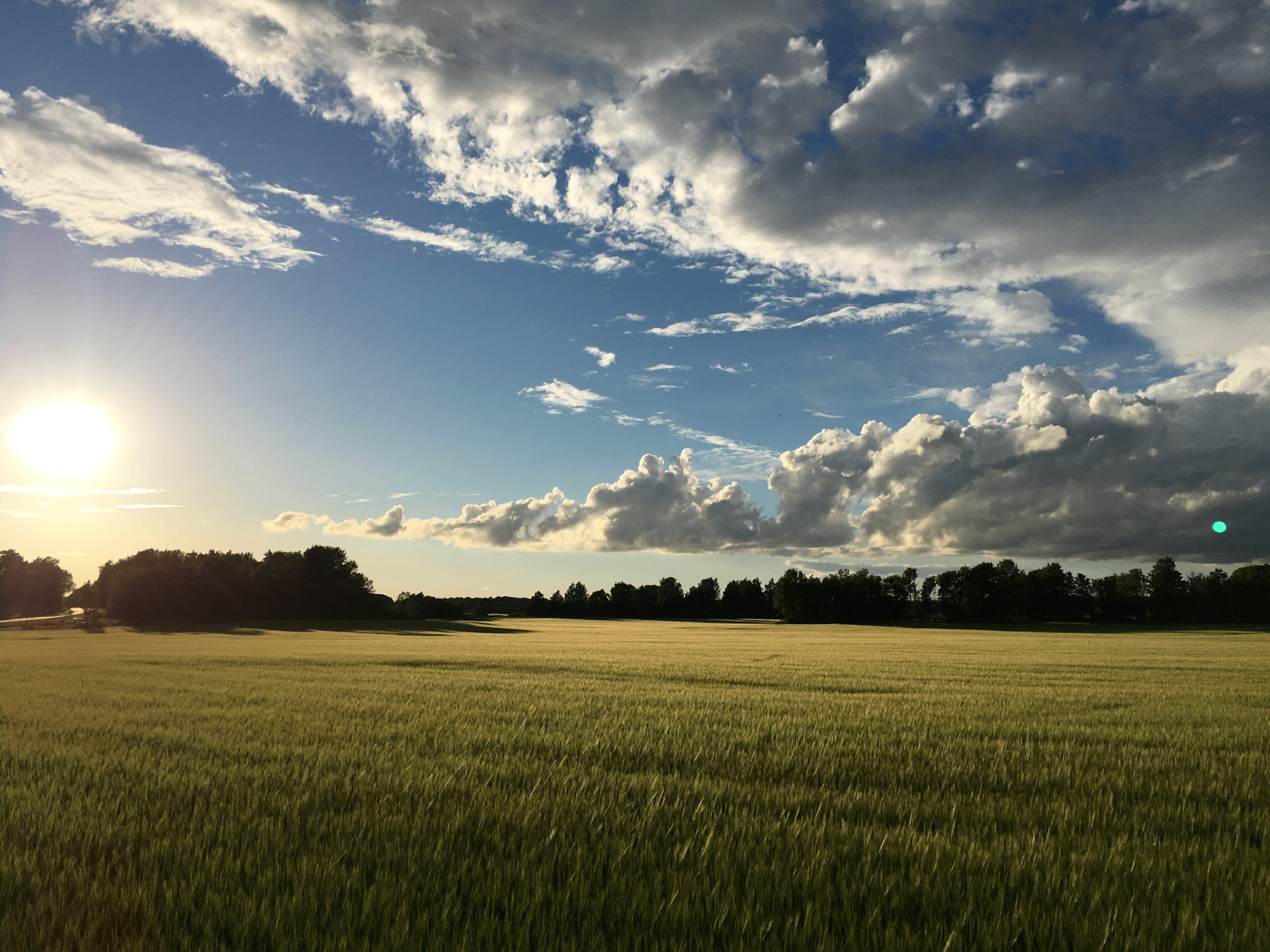Sensommarlandskap över svensk åkermark i kvällsljus.